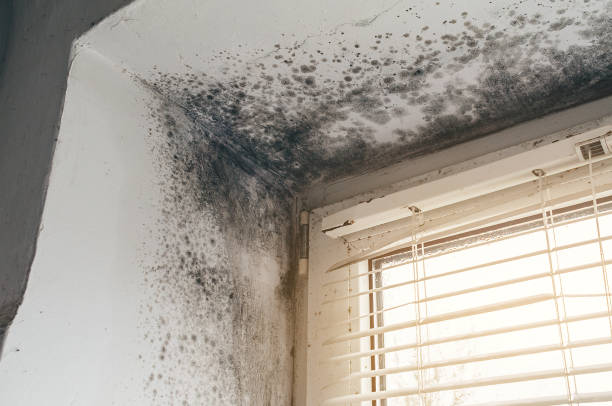Trusted Bathroom Mold Removal service in Joint Base Mdl, NJ - Cheap Mold Removal